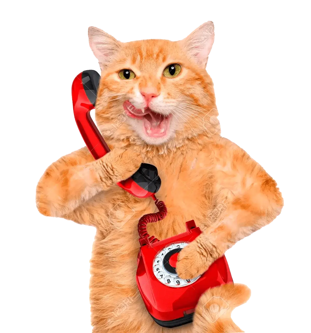 cat-phone
